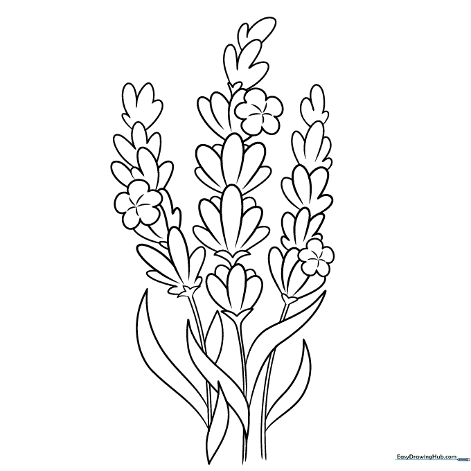 Lavender Coloring Sheet