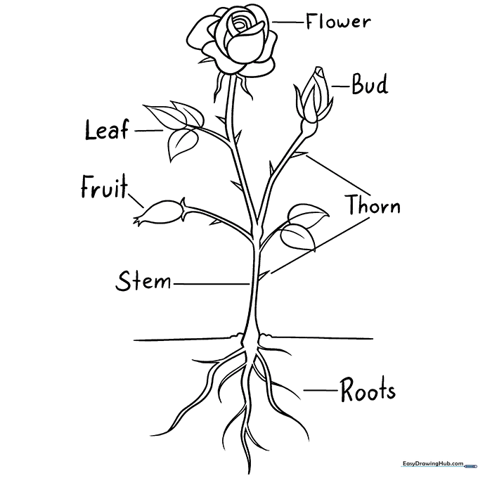 Parts of a Rose Coloring Sheet