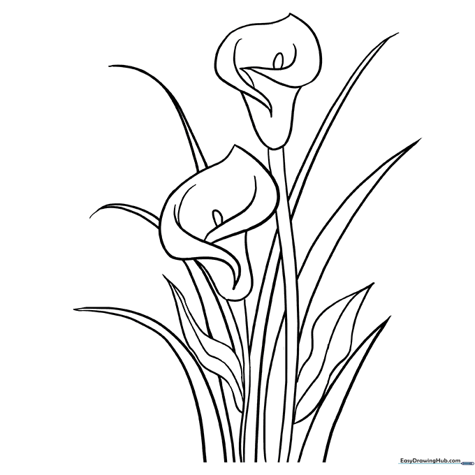 Calla Lily Coloring Sheet