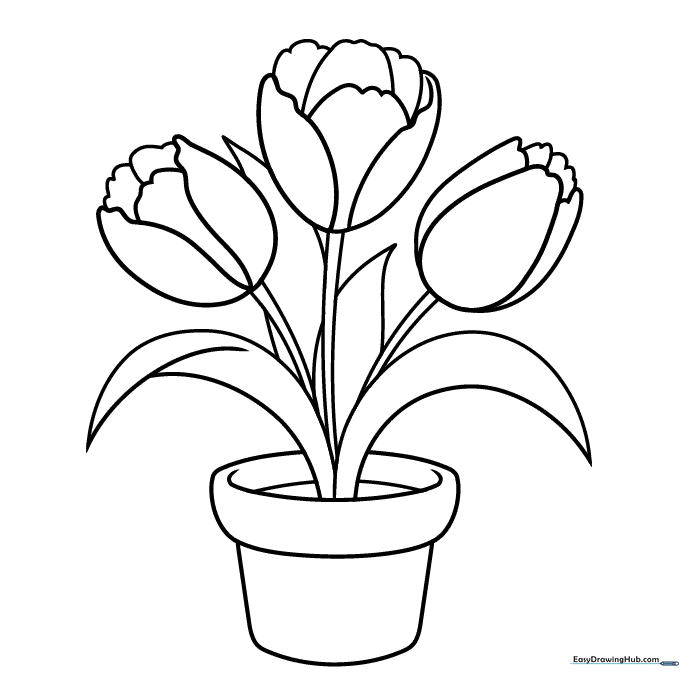 Potted Tulips
