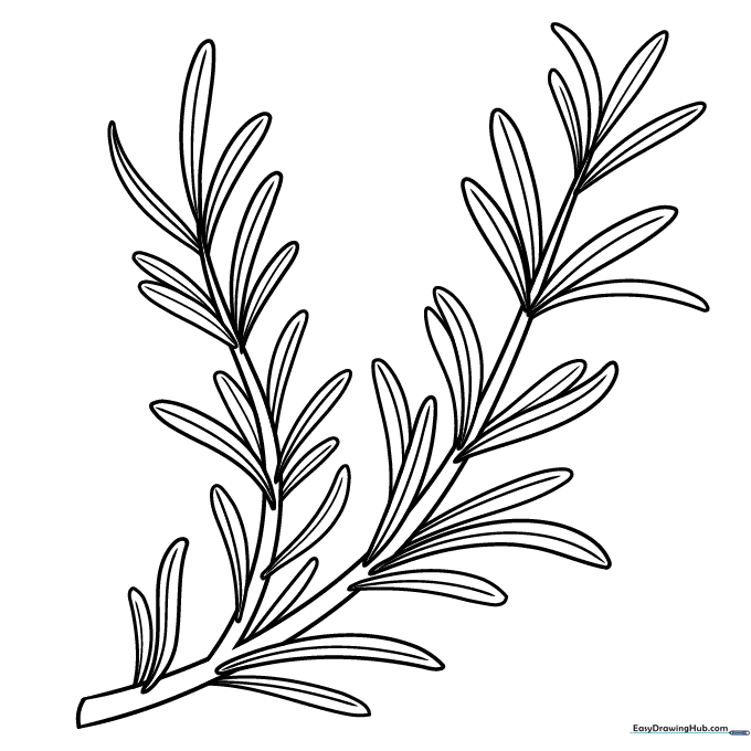 Rosemary Herb
