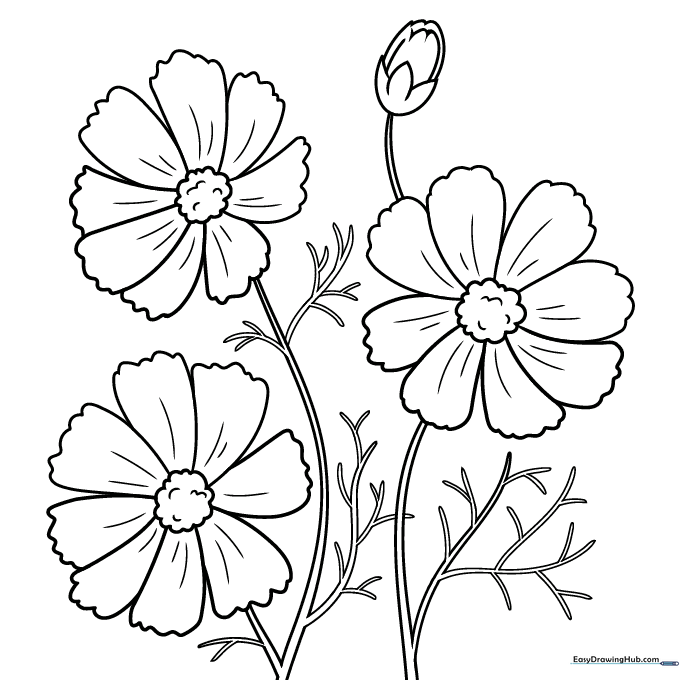 Cosmos Flower