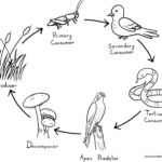 Educational food chain diagram featuring a plant, insect, and bird with directional arrows, designed for children to color and learn about ecosystem energy flow.