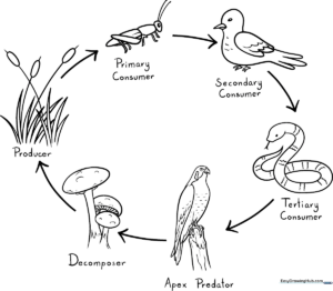 Educational food chain diagram featuring a plant, insect, and bird with directional arrows, designed for children to color and learn about ecosystem energy flow.