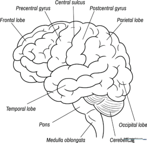 Educational brain anatomy diagram with clearly defined lobes for coloring and science study