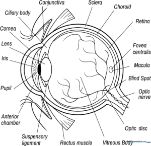 Educational diagram of a human eye with labeled parts for coloring and anatomy study