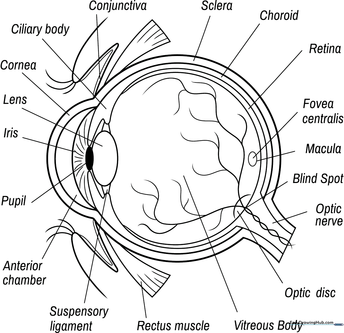 Educational diagram of a human eye with labeled parts for coloring and anatomy study