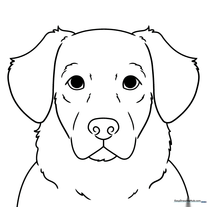 Golden Retriever Portrait