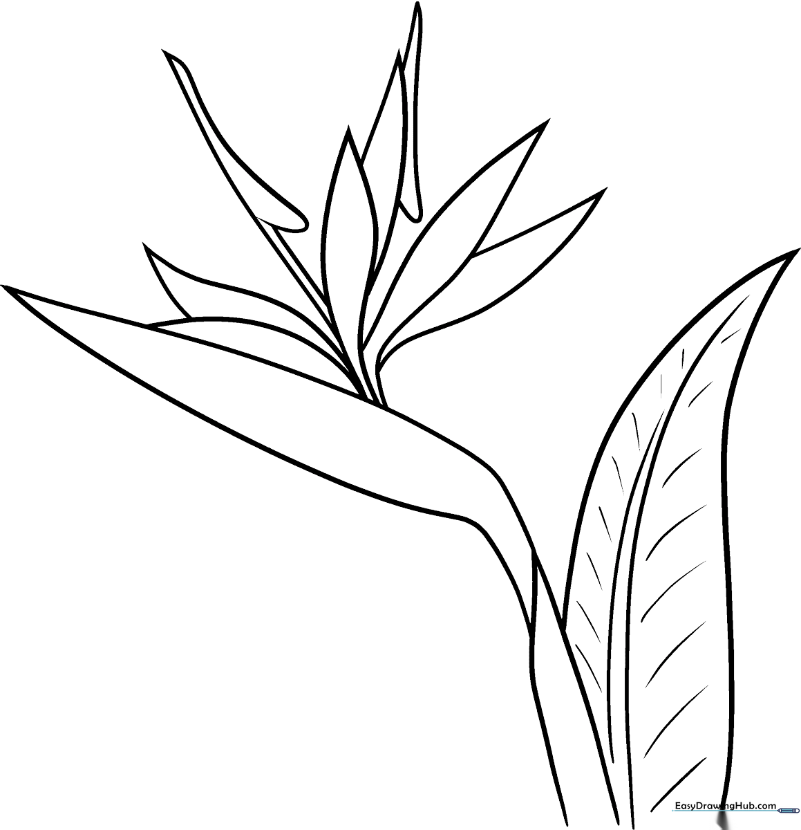 Detailed Bird of Paradise flower coloring page with bold outlines, perfect for young artists to practice blending warm orange and yellow tones.