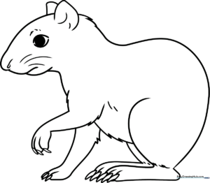 Printable coloring sheet of an agouti showing distinct fur texture and rounded ears for educational animal study