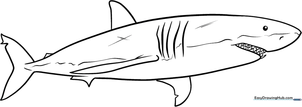 Easy Realistic Shark Coloring Sheet