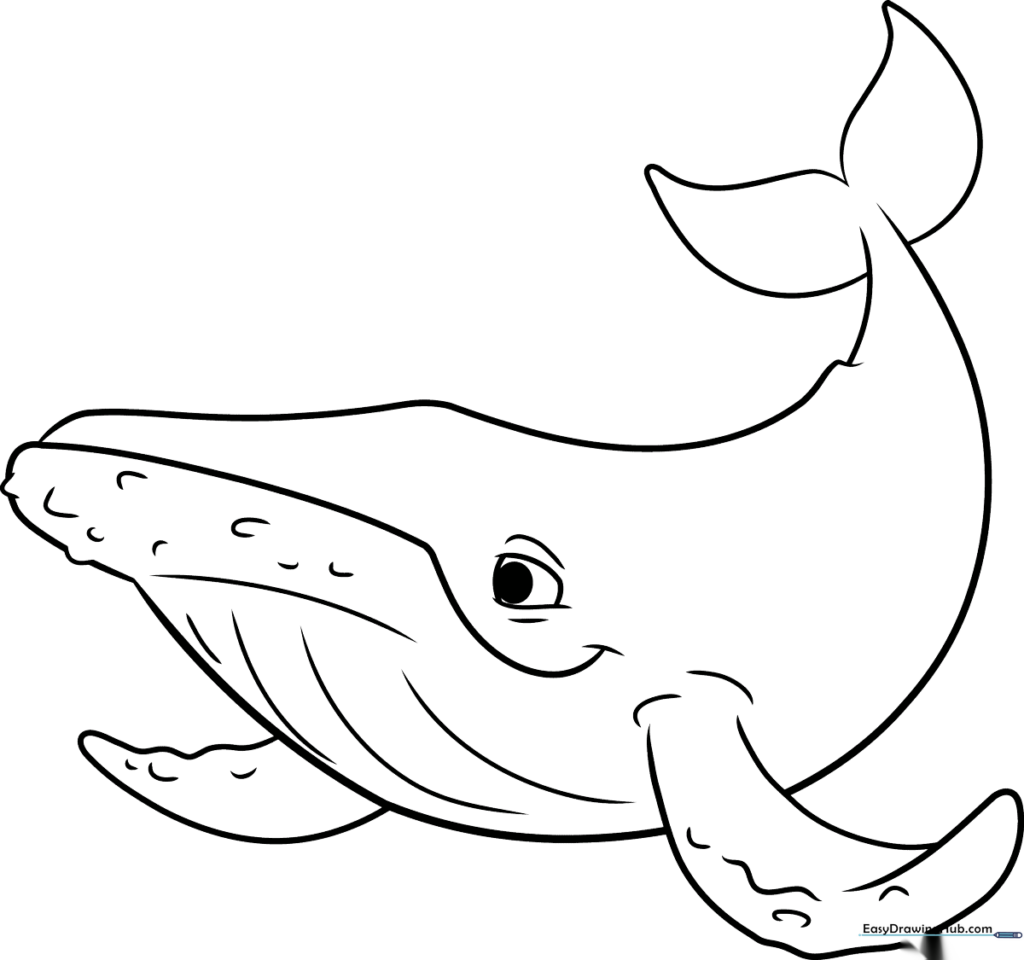 Humpback Whale