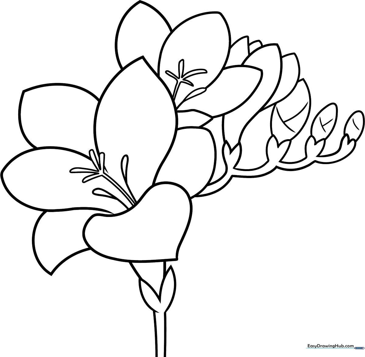 Black and white line art of a Freesia flower with multiple buds and long, slender leaves, ready for children to color.