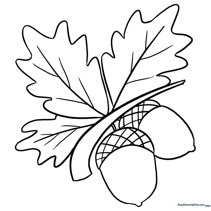 Acorns