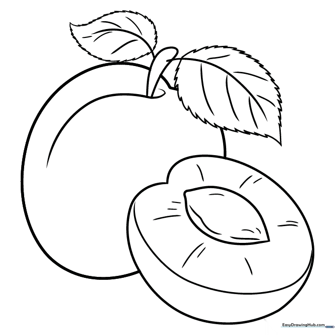 Apricot Coloring Sheet