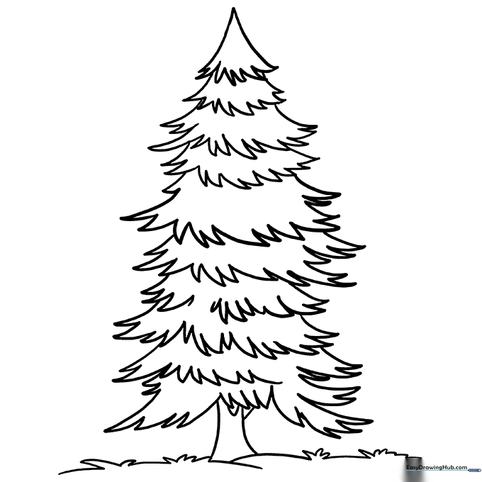 Spruce Tree