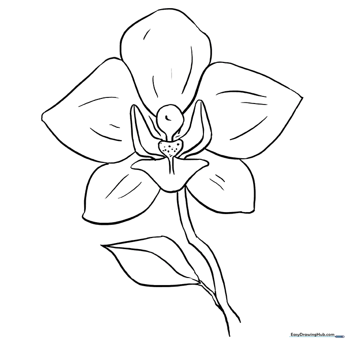 Elegant Orchid