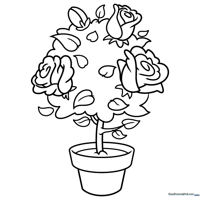 Rose Bush