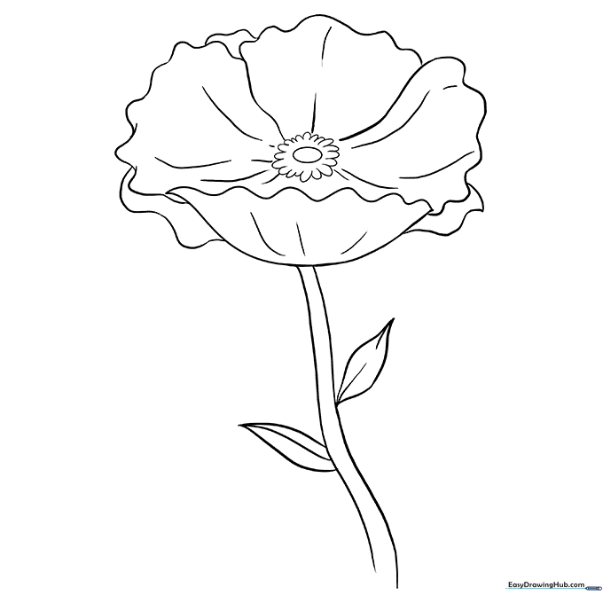 Pretty Poppy