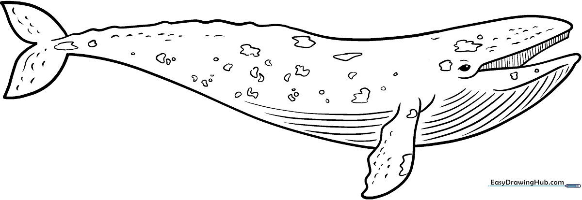 A clean, black-and-white line art illustration of a friendly grey whale swimming, featuring bold outlines perfect for young children to color.