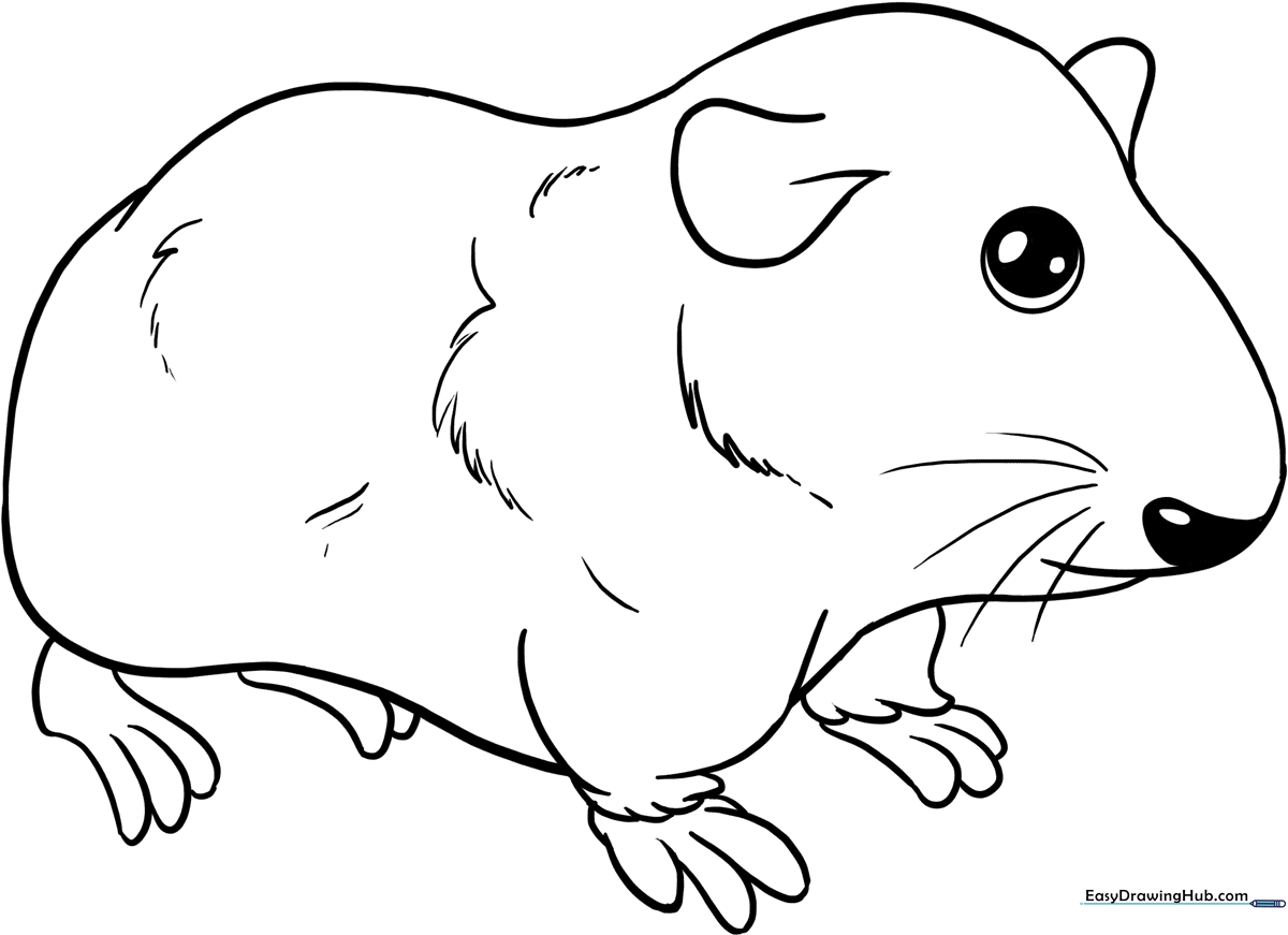 A friendly guinea pig line drawing with clear outlines, perfect for children to color with crayons or markers to practice staying within the lines.
