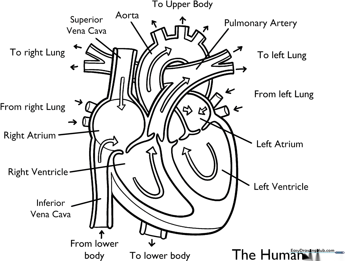 Black and white line art of a human heart anatomy diagram with clearly defined chambers and vessels, designed for educational coloring.