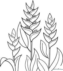 Black and white line art of a Heliconia flower with distinct, layered bracts and long stems, ready for coloring.