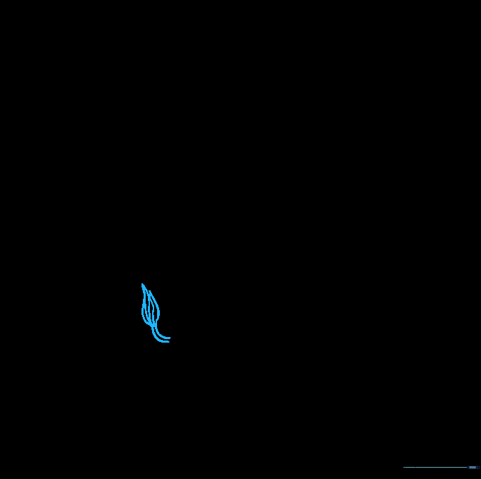 Drawing the tail with a tuft of hair at the end.