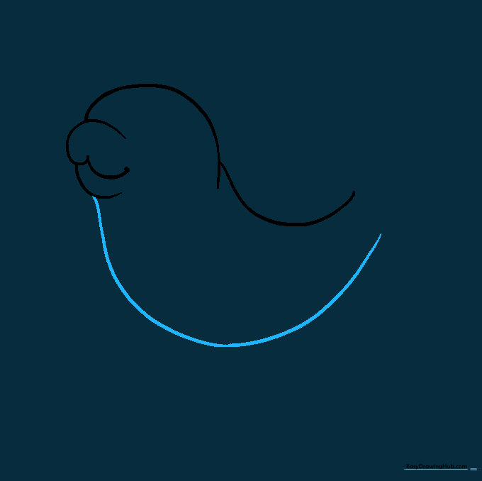 Pencil sketch showing the long, curved line forming the belly and tail base of the baby seal.