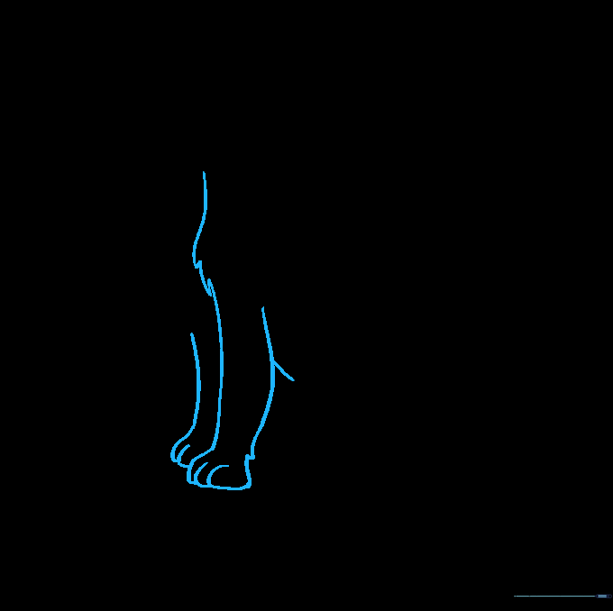 Drawing the front legs and paws to complete the wolf's stance.