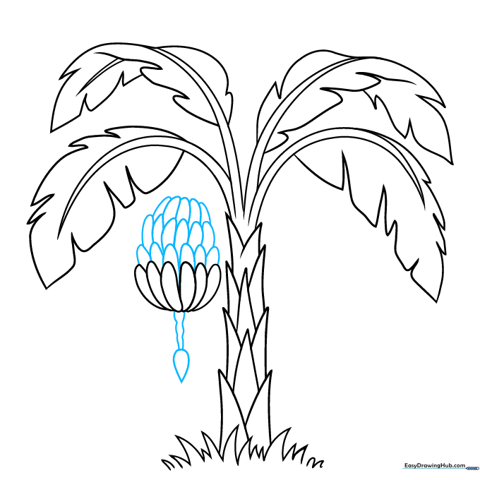Drawing additional rows of bananas and the hanging banana flower at the base of the bunch.