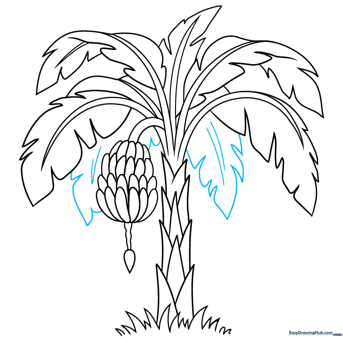 Adding final leaf details to complete the banana tree line art.