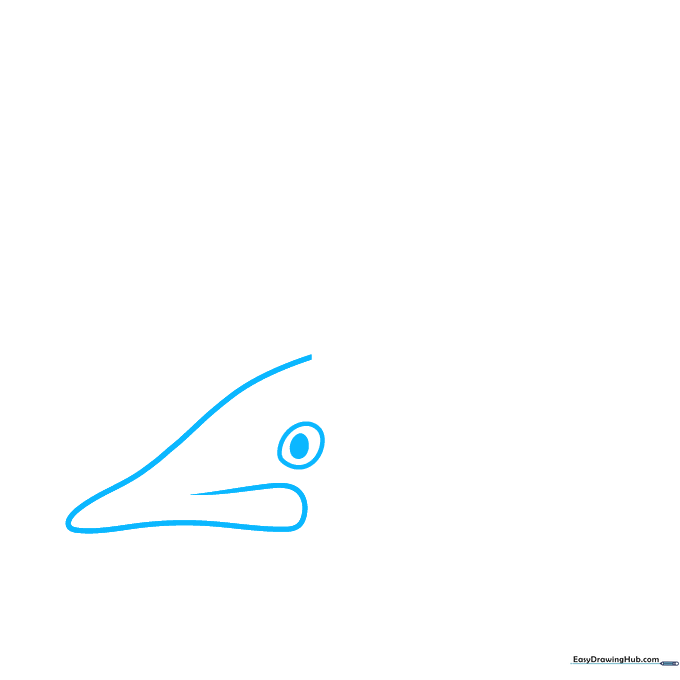Pencil sketch showing the initial V-shaped snout and circular eye of a barracuda.