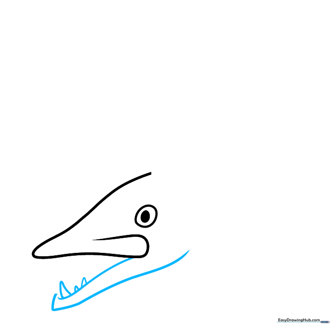Drawing the barracuda's lower jaw with jagged, triangular teeth.