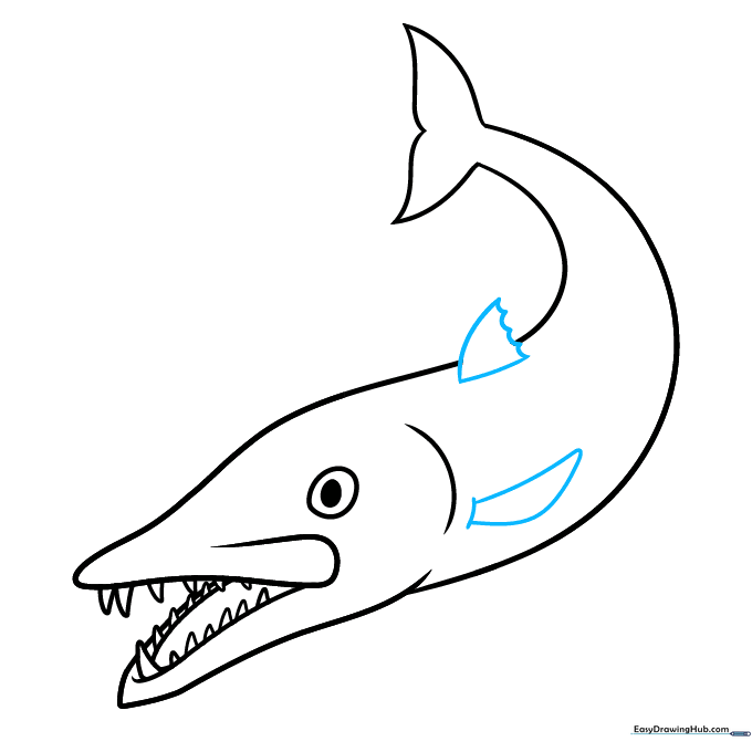 Drawing the dorsal and pectoral fins on the barracuda's body.