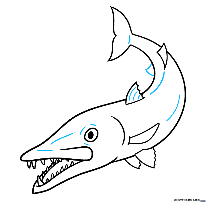 Adding contour lines to the barracuda's body and face for depth.