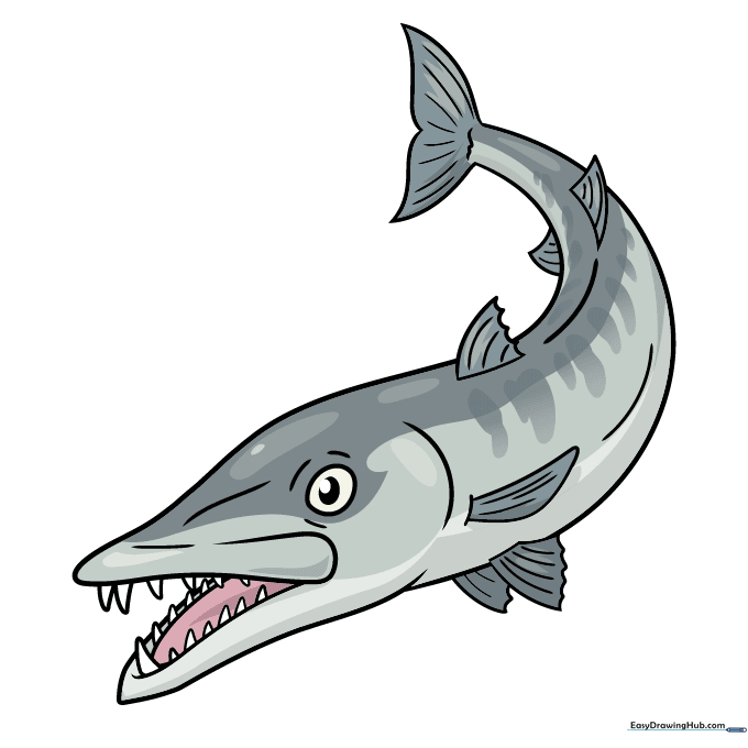 A finished, colored drawing of a barracuda with silver and grey tones.