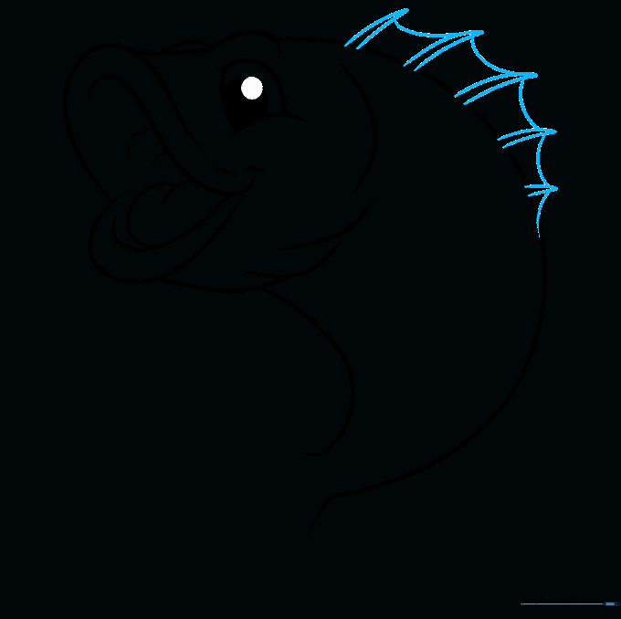 Sketch of the spiky dorsal fin on the back of the bass.