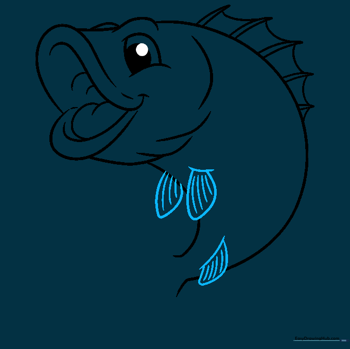 Sketch of the lower pelvic and anal fins on the bass fish.