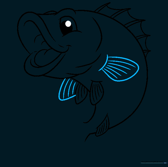 Sketch of the pectoral fin on the side of the bass fish.
