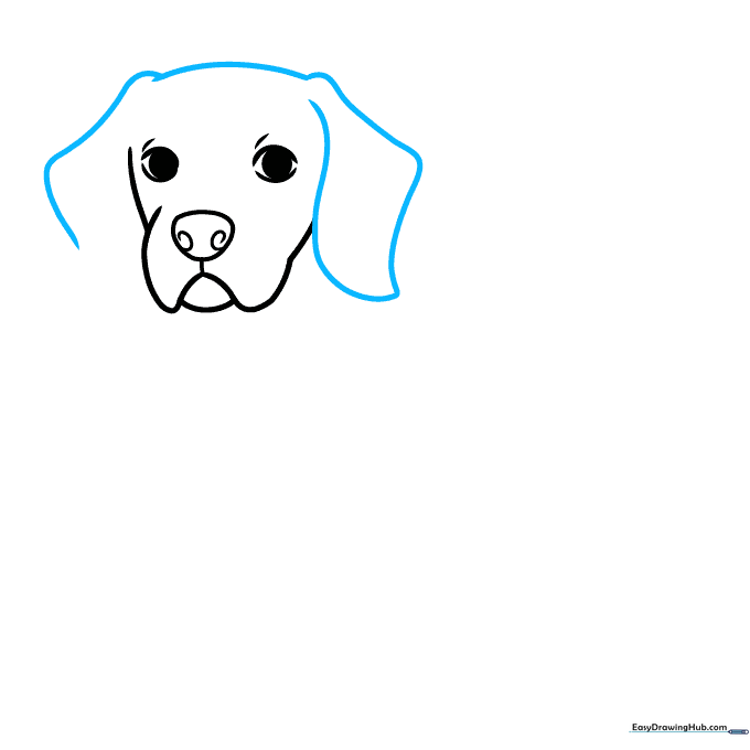 Pencil sketch illustrating the long, folded ears characteristic of a Beagle.