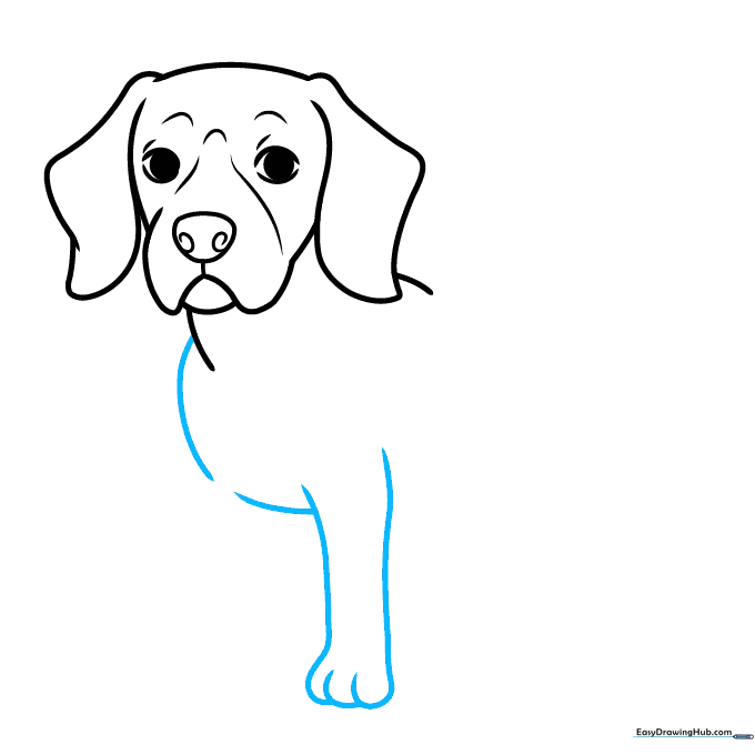 Pencil sketch showing the Beagle's chest and front leg construction.