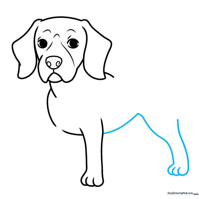 Pencil sketch detailing the Beagle's belly and rear leg.