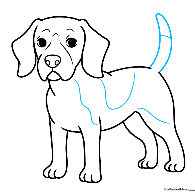 Pencil sketch showing the completed Beagle outline with tail and spots.