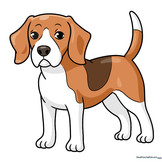 Final colored Beagle drawing with brown and white fur patterns.