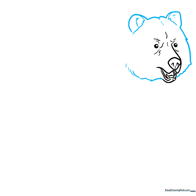 Outlining the bear's head and ears with jagged lines to represent fur.