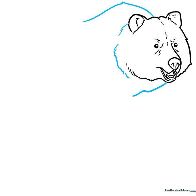 Drawing the bear's neck and shoulder lines with textured fur strokes.