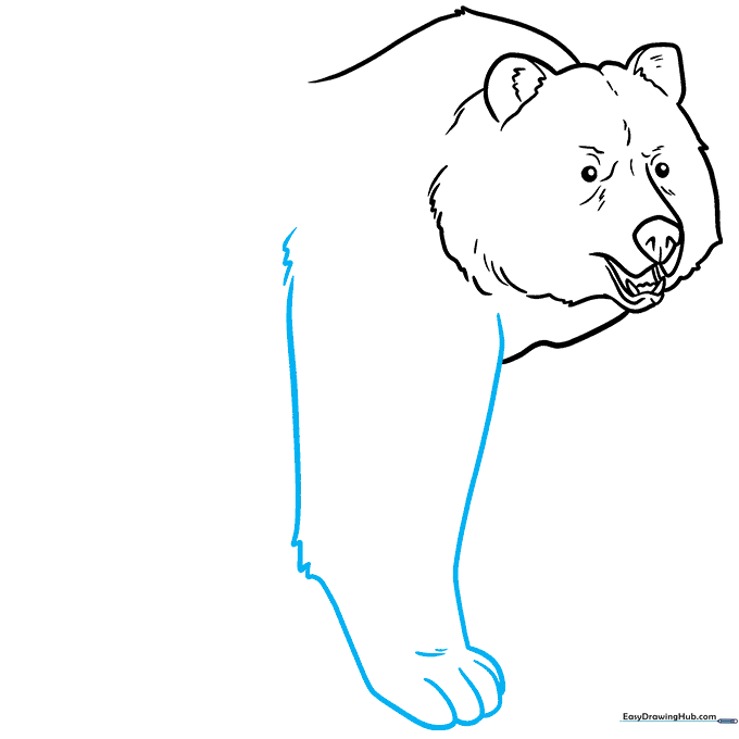Sketching the bear's front leg with defined toes and fur texture.