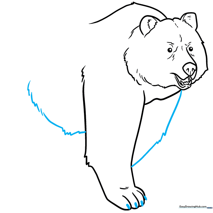 Adding claws to the bear's toes and sketching the belly line.