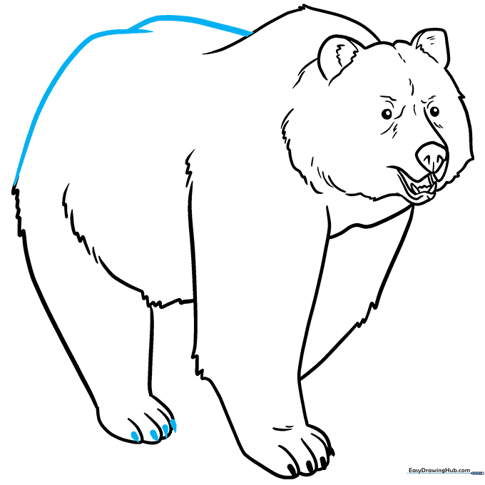 Finalizing the bear's body outline and adding remaining claws.